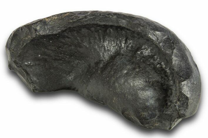 Huge, Fossil Whale Ear Bone - South Carolina #321083